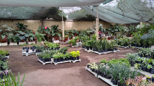 Vivero Forestal