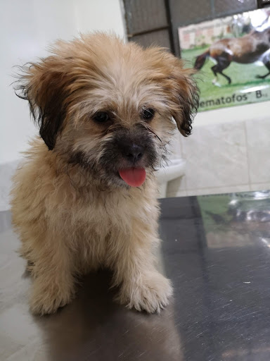 Clinica Veterinaria MediVet